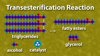 What is Biodiesel?