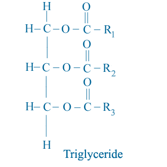 Triglyceride Molecule